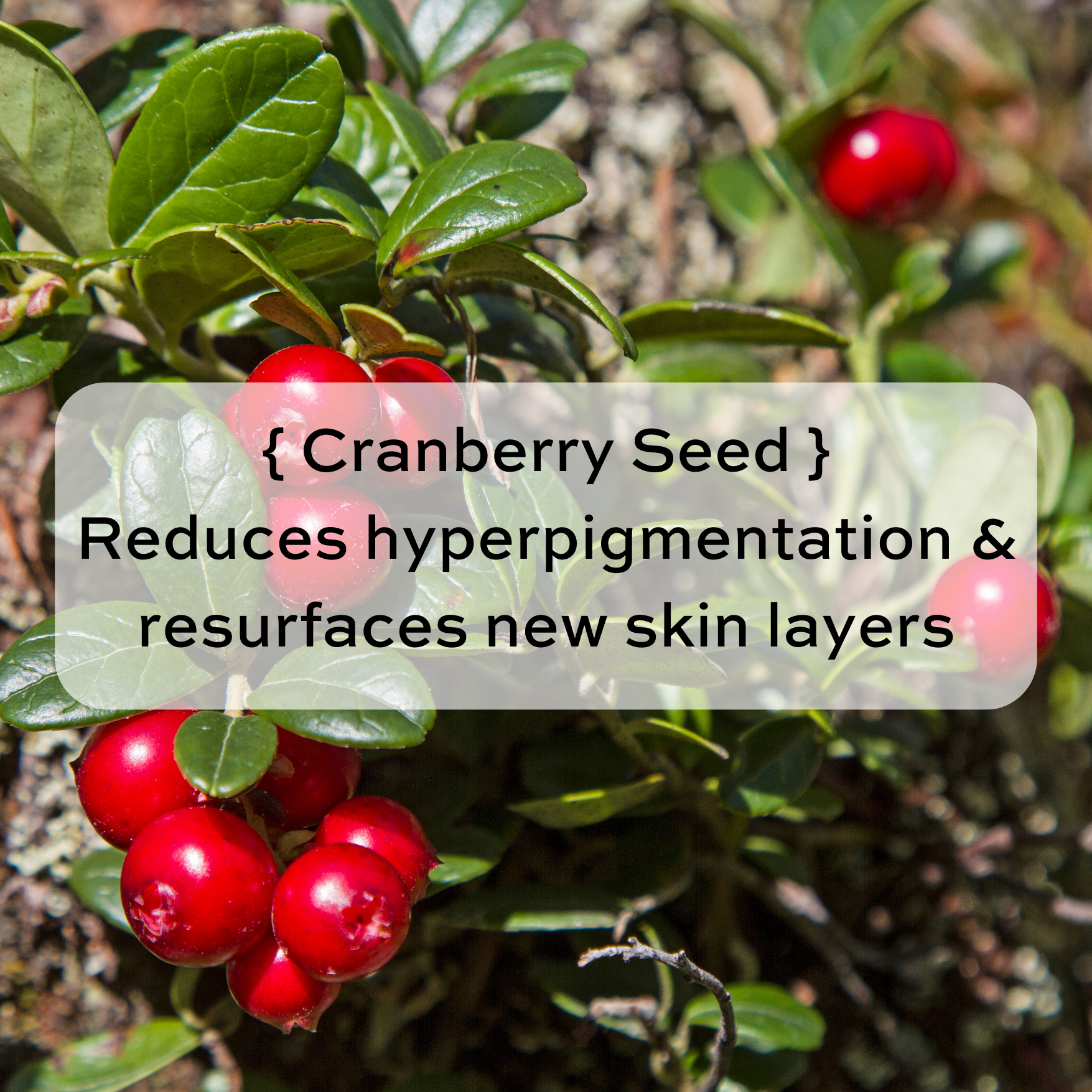 Exfoliating Cranberry Private Bar